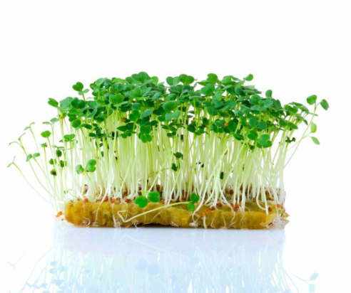 Микрозелень рукколы XXL фото 2